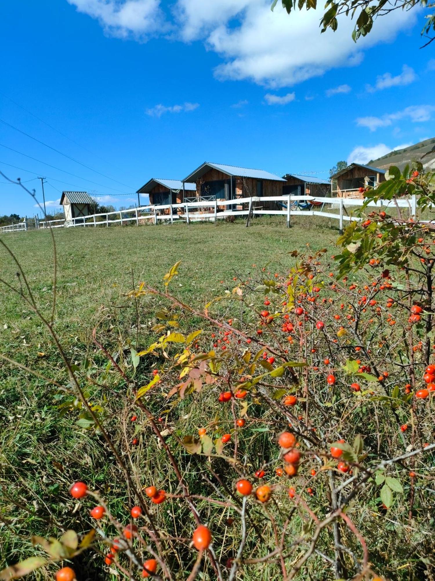 Matevosyan Camping